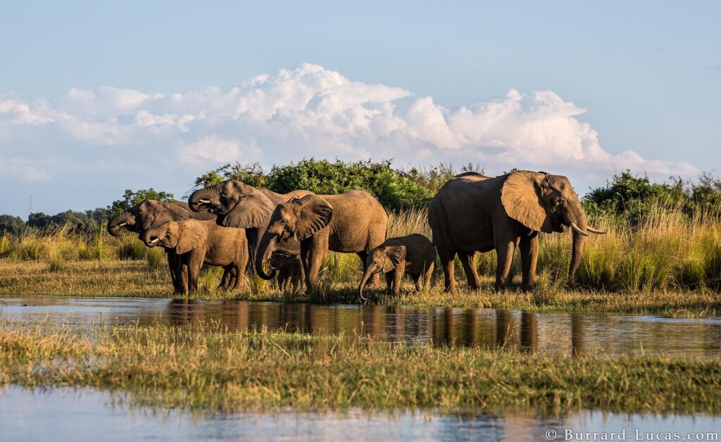 Lower zambezi national park