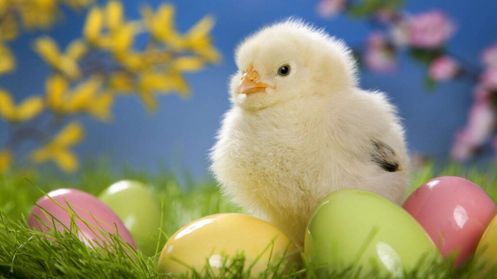 Easter chick wallpapers