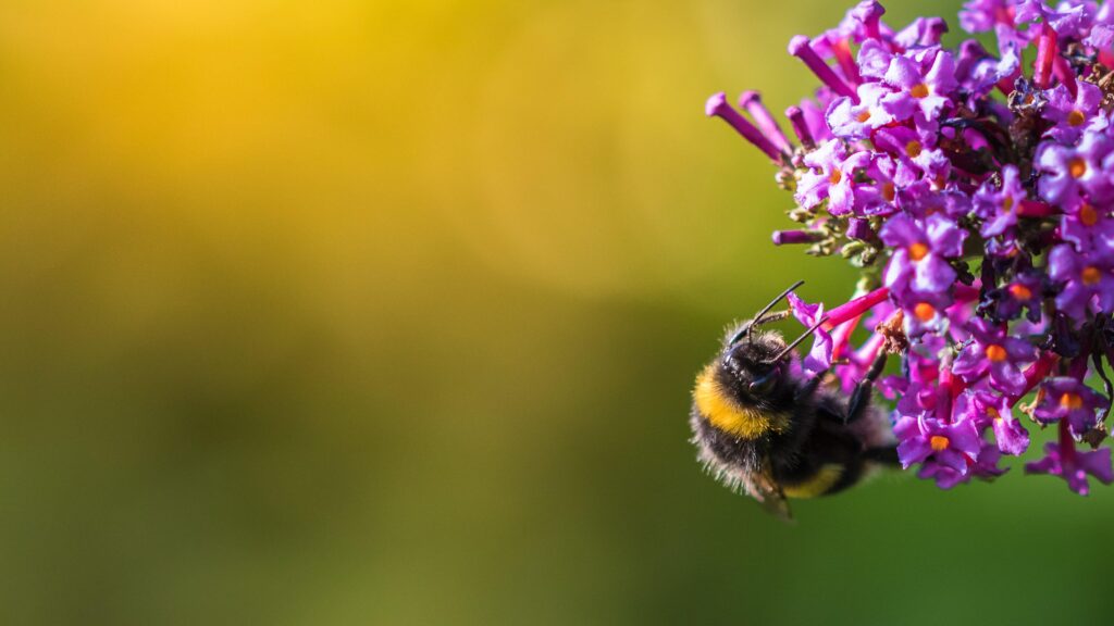 Selective focus photography of bumblebee on flower HD