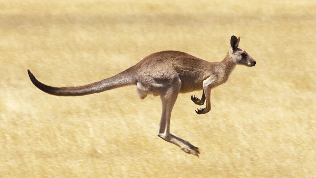 Kangaroo Backgrounds