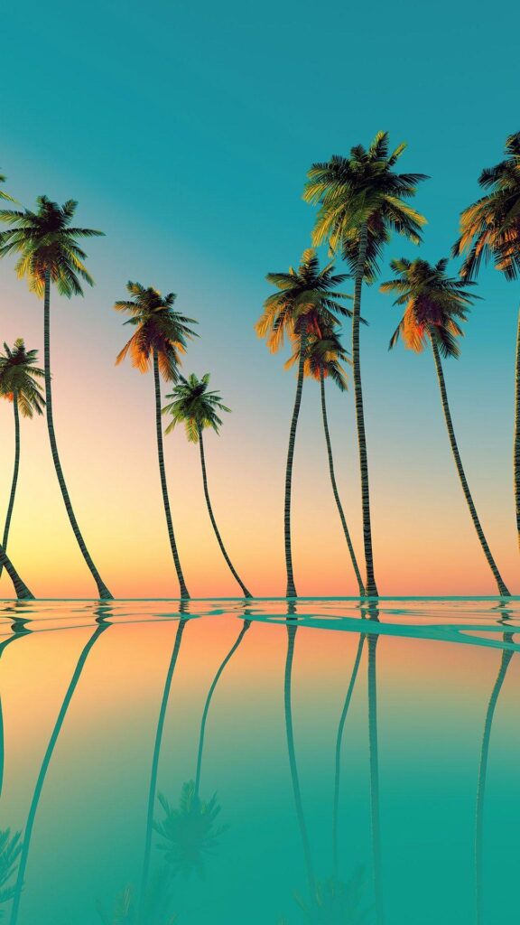 Palm trees wallpapers