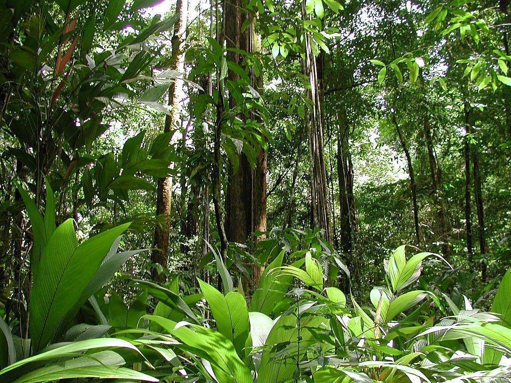 Wallpapers For – Beautiful Amazon Rainforest Wallpapers