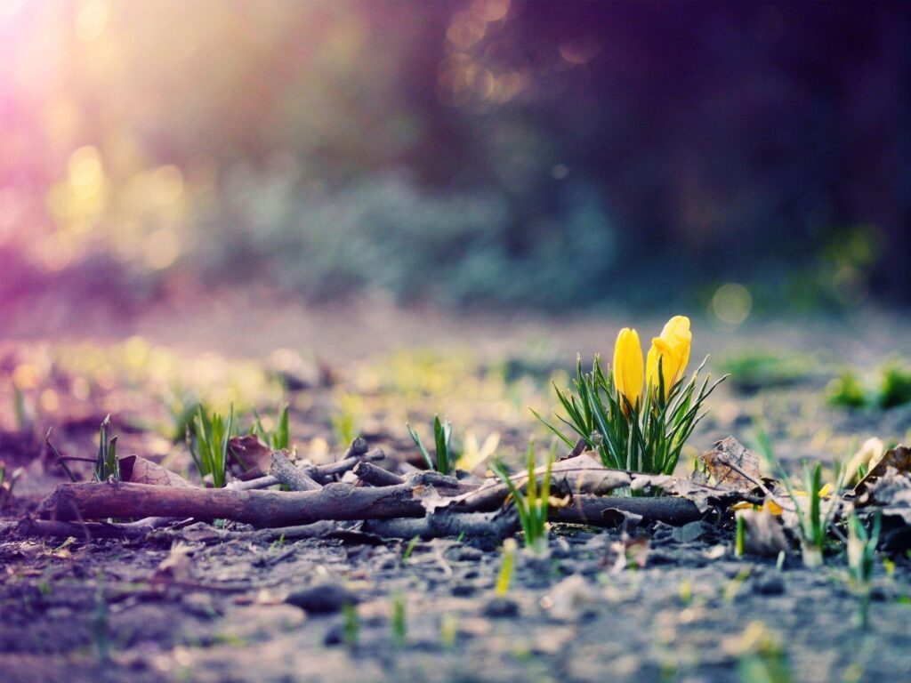Spring Photography Wallpapers 2K Wallpapers