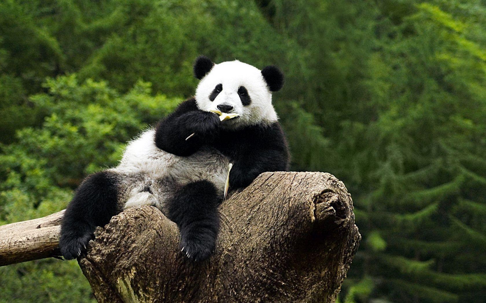Panda Bear Wallpapers Wallpaper & Pictures