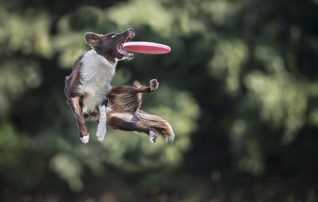 Wallpapers jump, the game, dog, dog, disk, catches, Border Collie