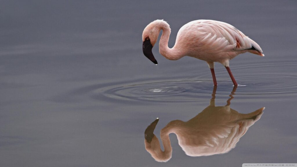 Lesser Flamingo Lake Nakuru National Park Kenya ❤ K 2K Desktop