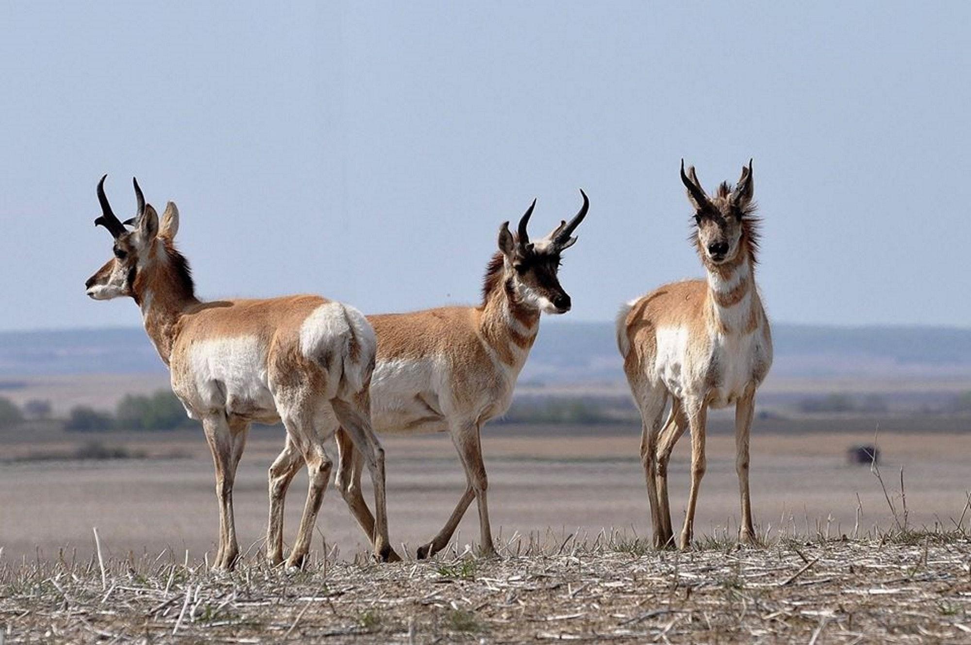 Free stock photo of antelope, grazing, pronghorn