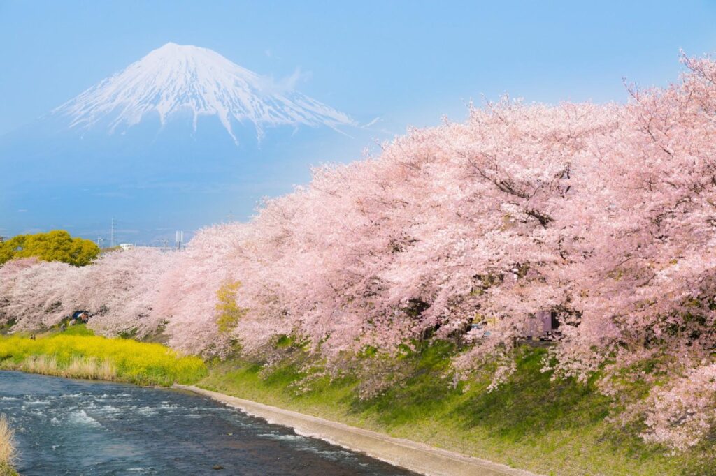 Best Cherry Blossom Spots around MtFuji – Japan Travel Guide