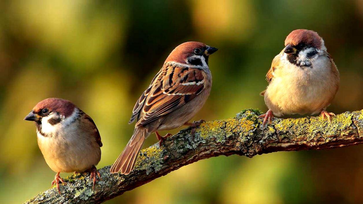 Sparrows Birds 2K Wallpapers