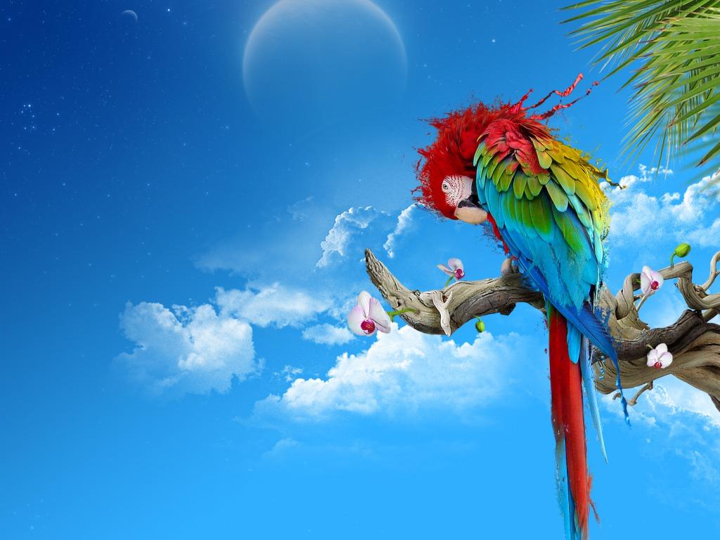 Parrots Wallpaper Parrot 2K wallpapers and backgrounds photos