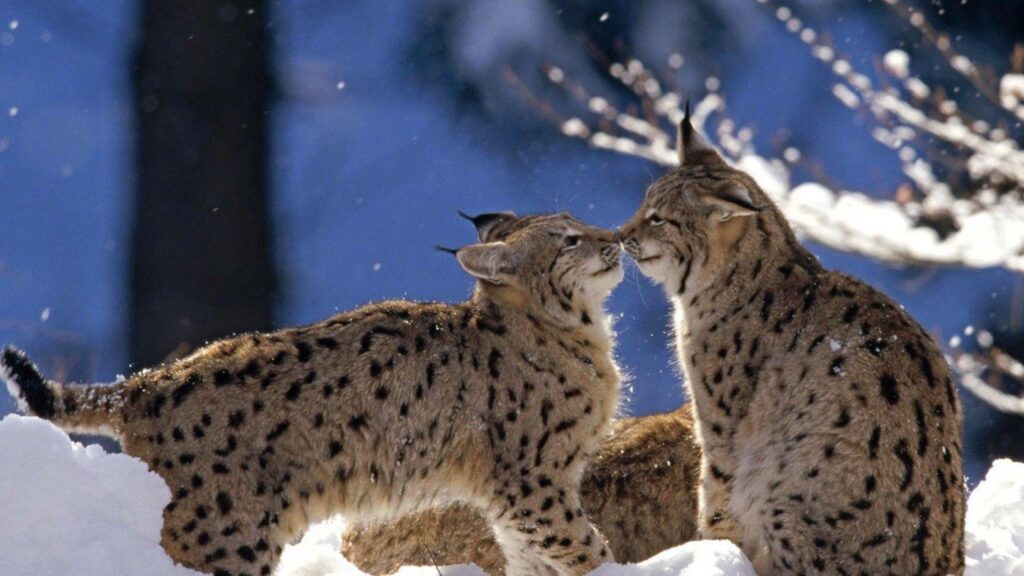 ScreenHeaven Bobcats bobcat feline snow cat wildlife winter