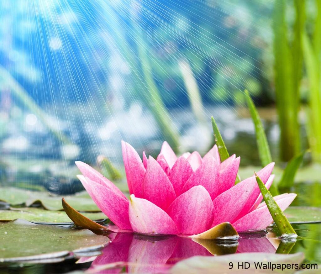 Lotus Flower 2K Wallpapers, Flowers Wallpaper And Photos – Full HD