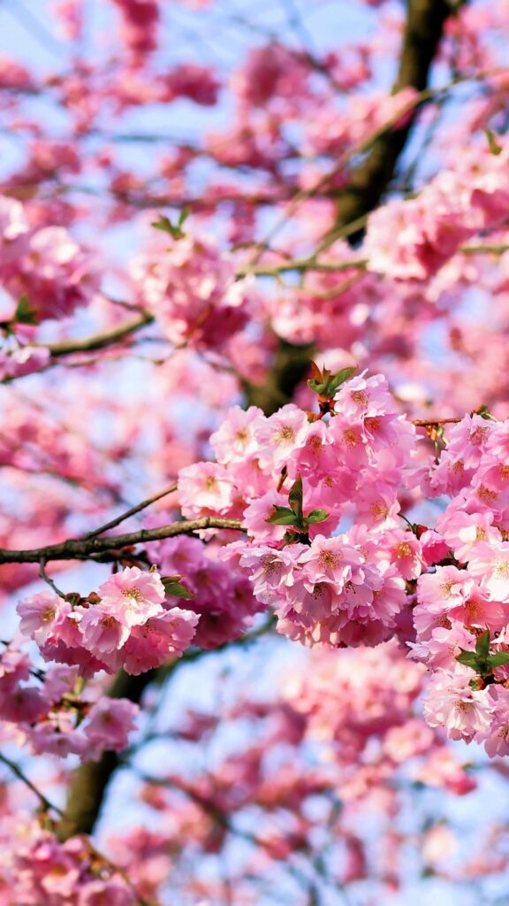 Free 2K Cherry Blossom Tree Phone Wallpaper