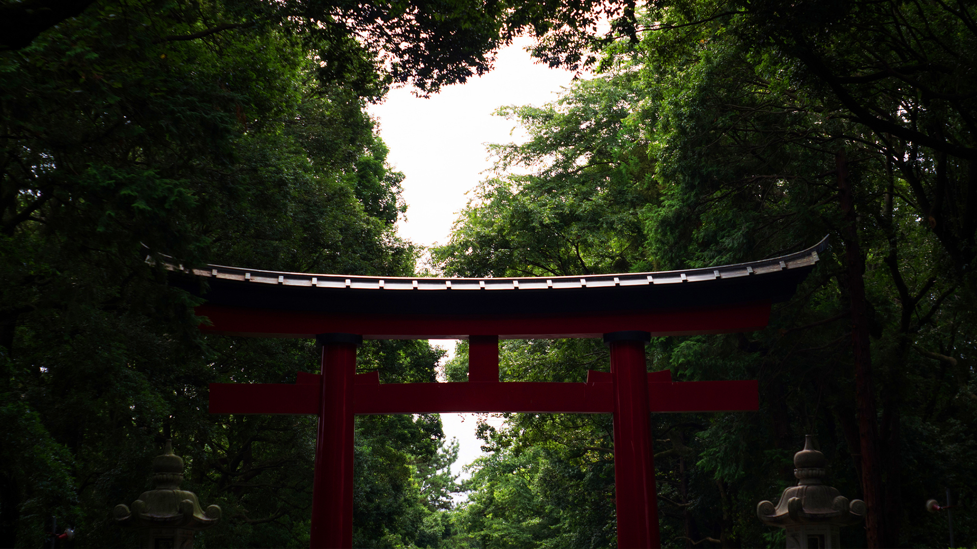 Torii gate in forest  wallpapers