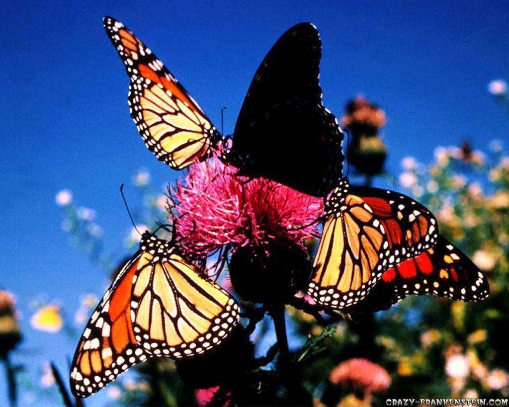 Love Wallpaper Butterfly Wallpapers