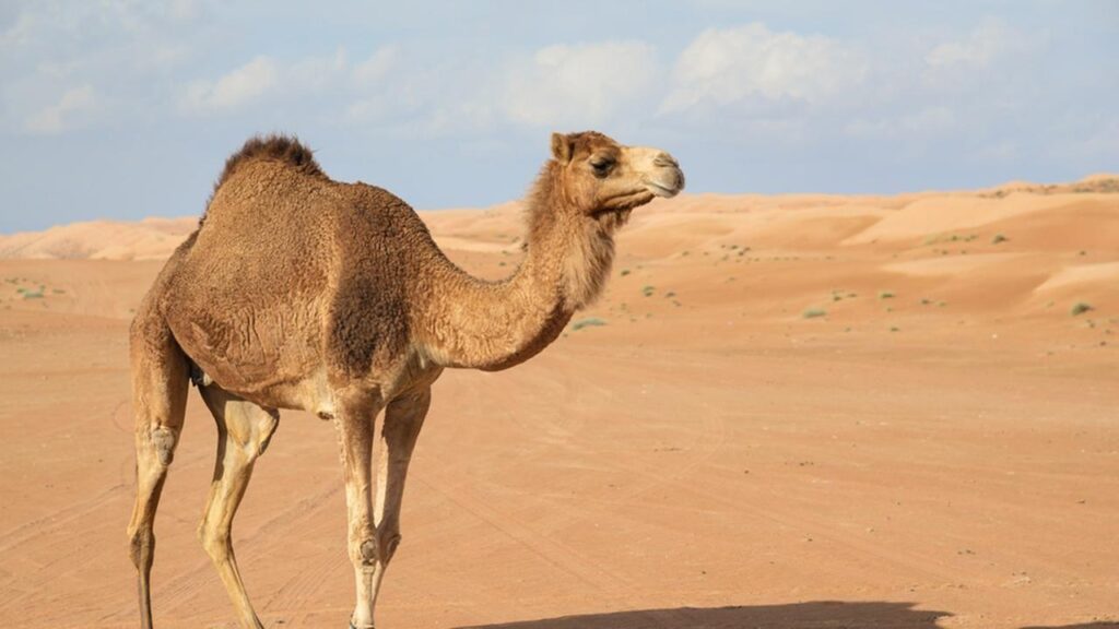 Camel Wallpapers, Wallpaper, Photos, Pictures & Pics