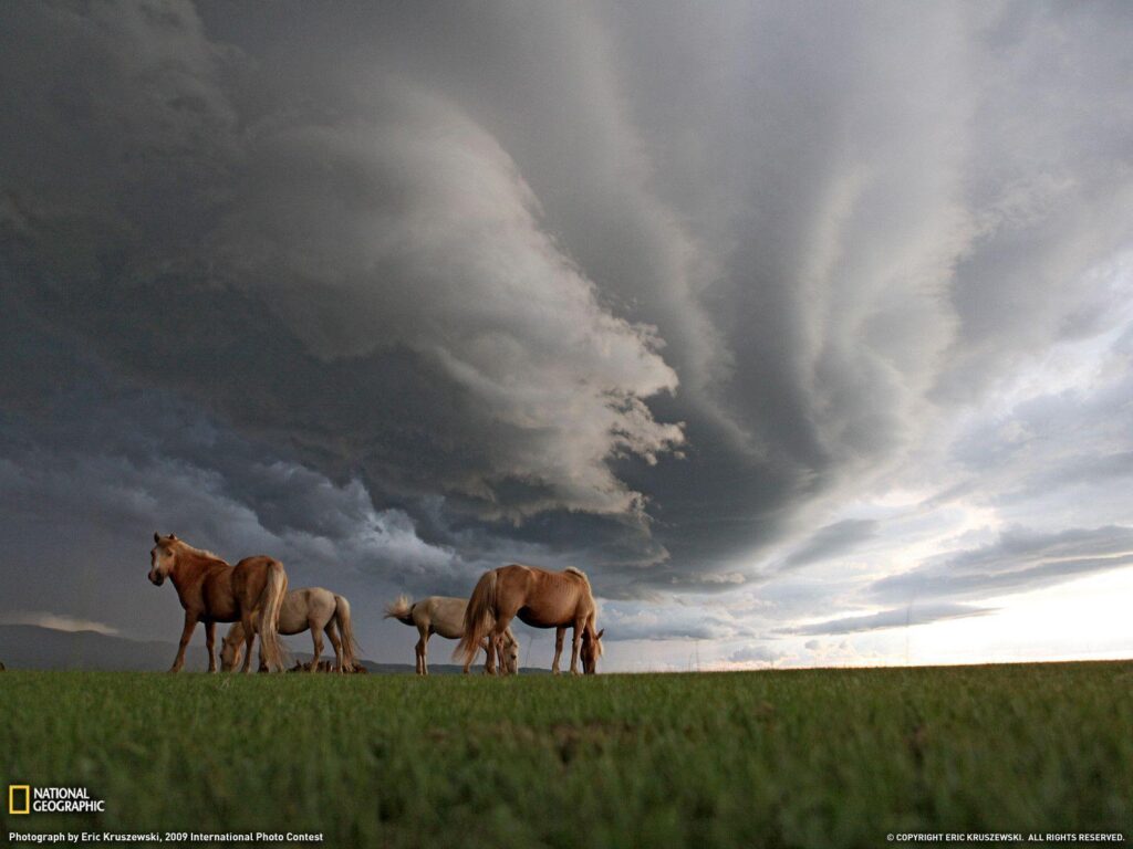 Grazing Horses Photo, Landscape Wallpapers – National Geographic