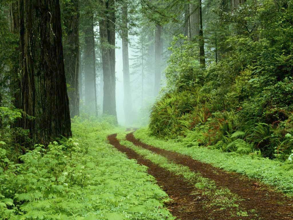 Forest Grassy Road Connecticut Wild d Wallpapers – Forest 2K