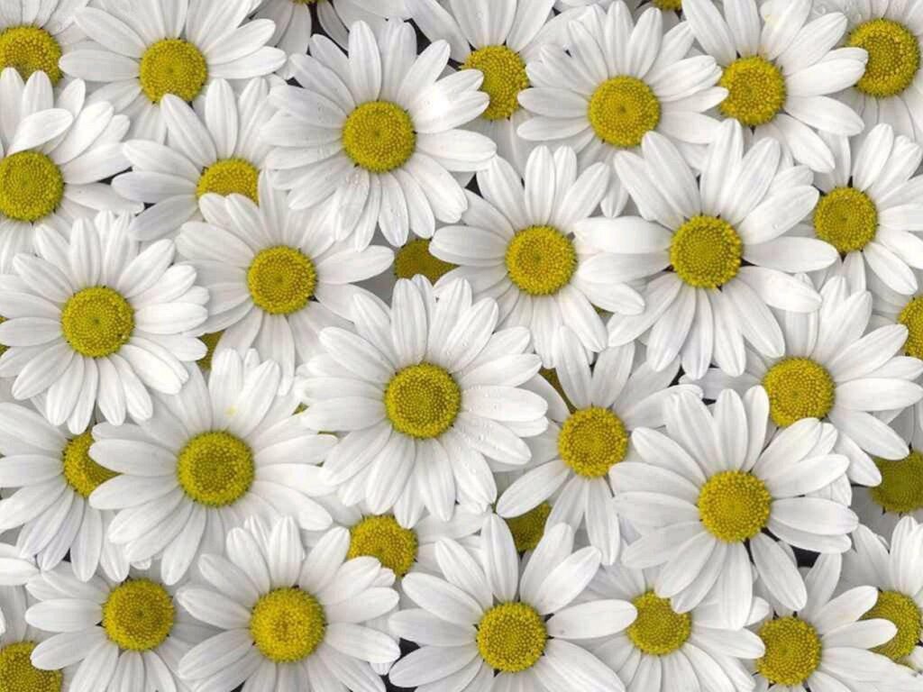Wallpapers For – Daisy Iphone Wallpapers Tumblr