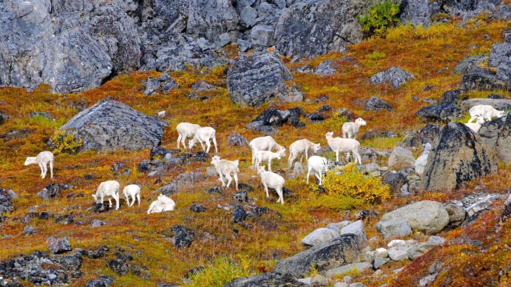 Animal Pictures View Wallpaper of Gates of the Arctic National Park