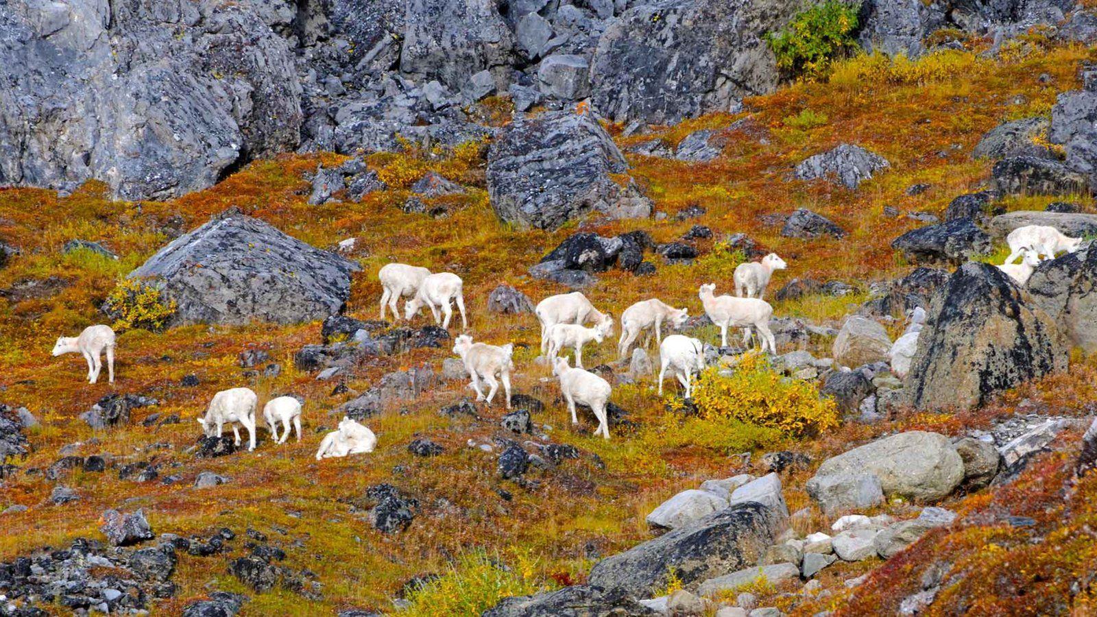 Animal Pictures View Wallpaper of Gates of the Arctic National Park