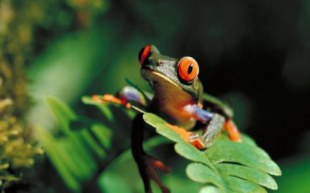 Wonderful Tree Frog Wallpapers PX ~ Frog Wallpapers