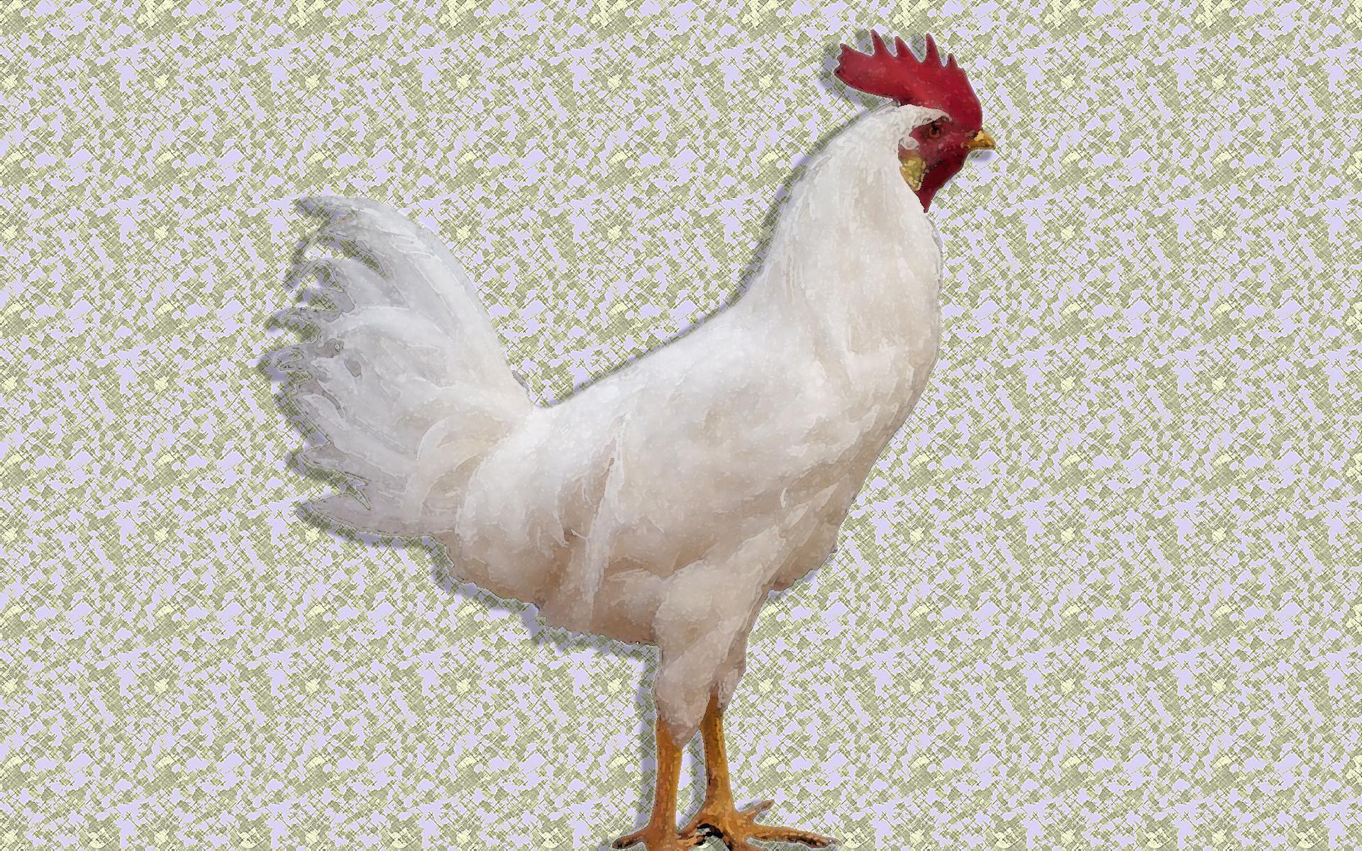 HD White Leghorn Rooster Wallpapers