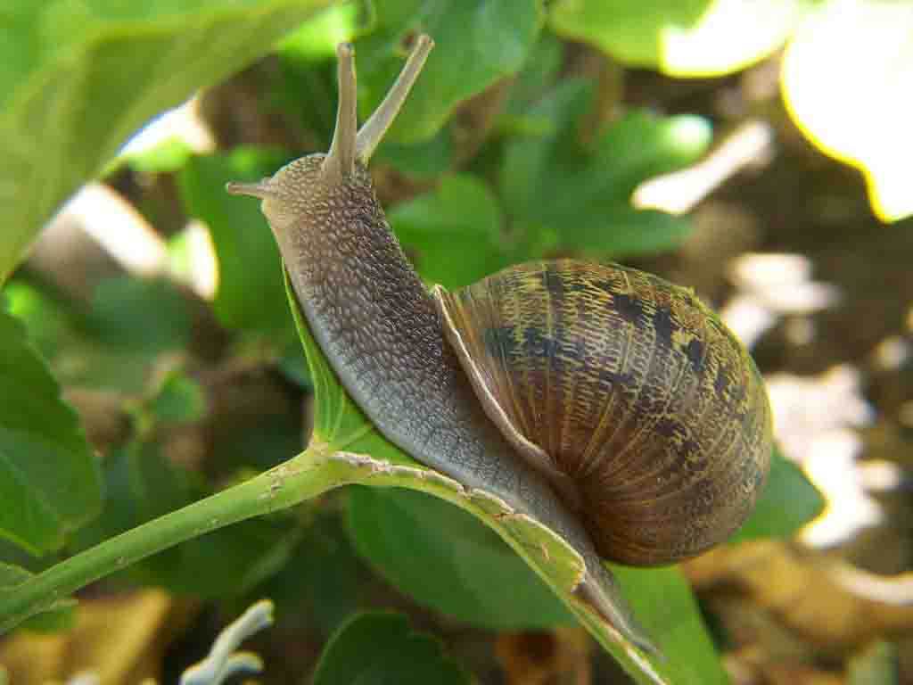 Free Snail Wallpapers download