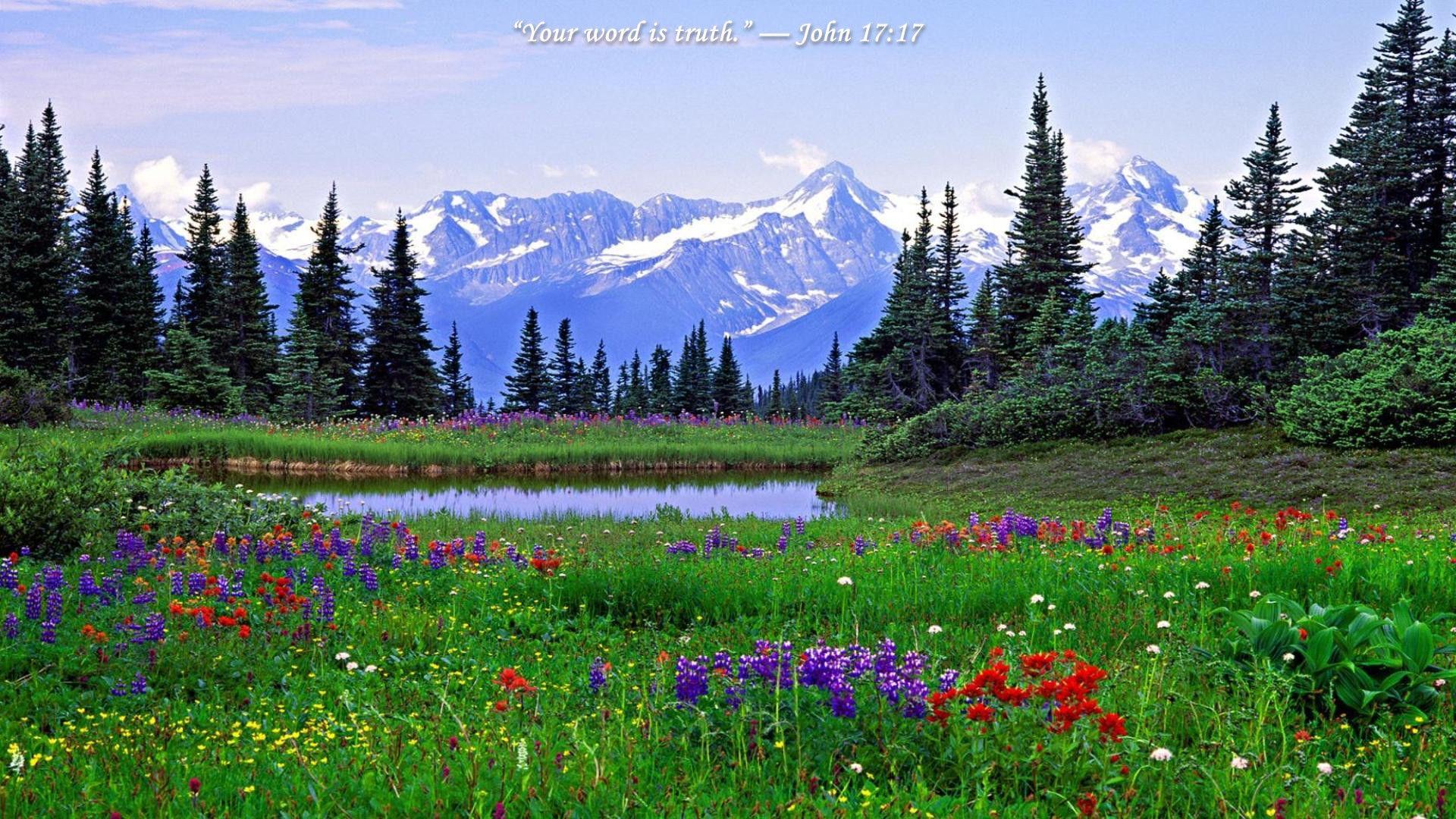 Rocky Mountain Wildflowers Photos Desk 4K Wallpapers