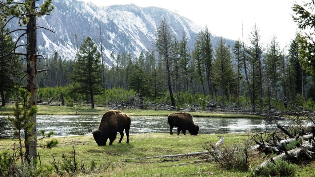Wallpapers American buffalo Nature Mountains Forests Grass