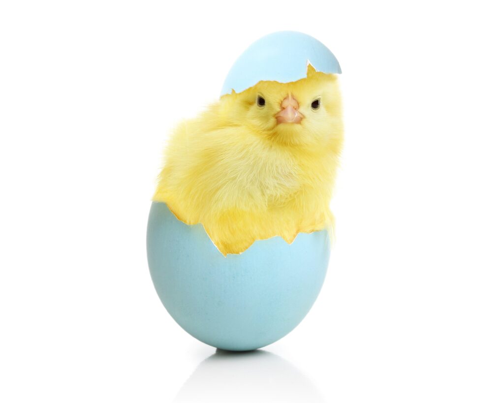 Chicken Eggs Animals egg easter chick baby wallpapers
