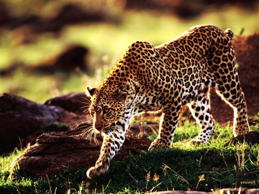 Wallpapers For – Iphone Wallpapers Cheetah