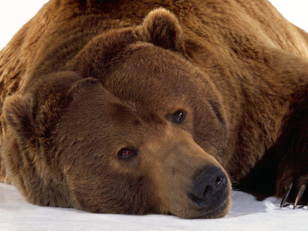 Wallpapers with grizzly bears