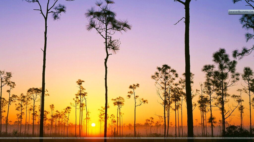 Silhouetted Pines at Sunrise, Everglades National Park, Florida