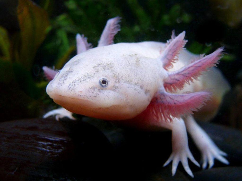 Android Phones Wallpapers Android Wallpapers Axolotl