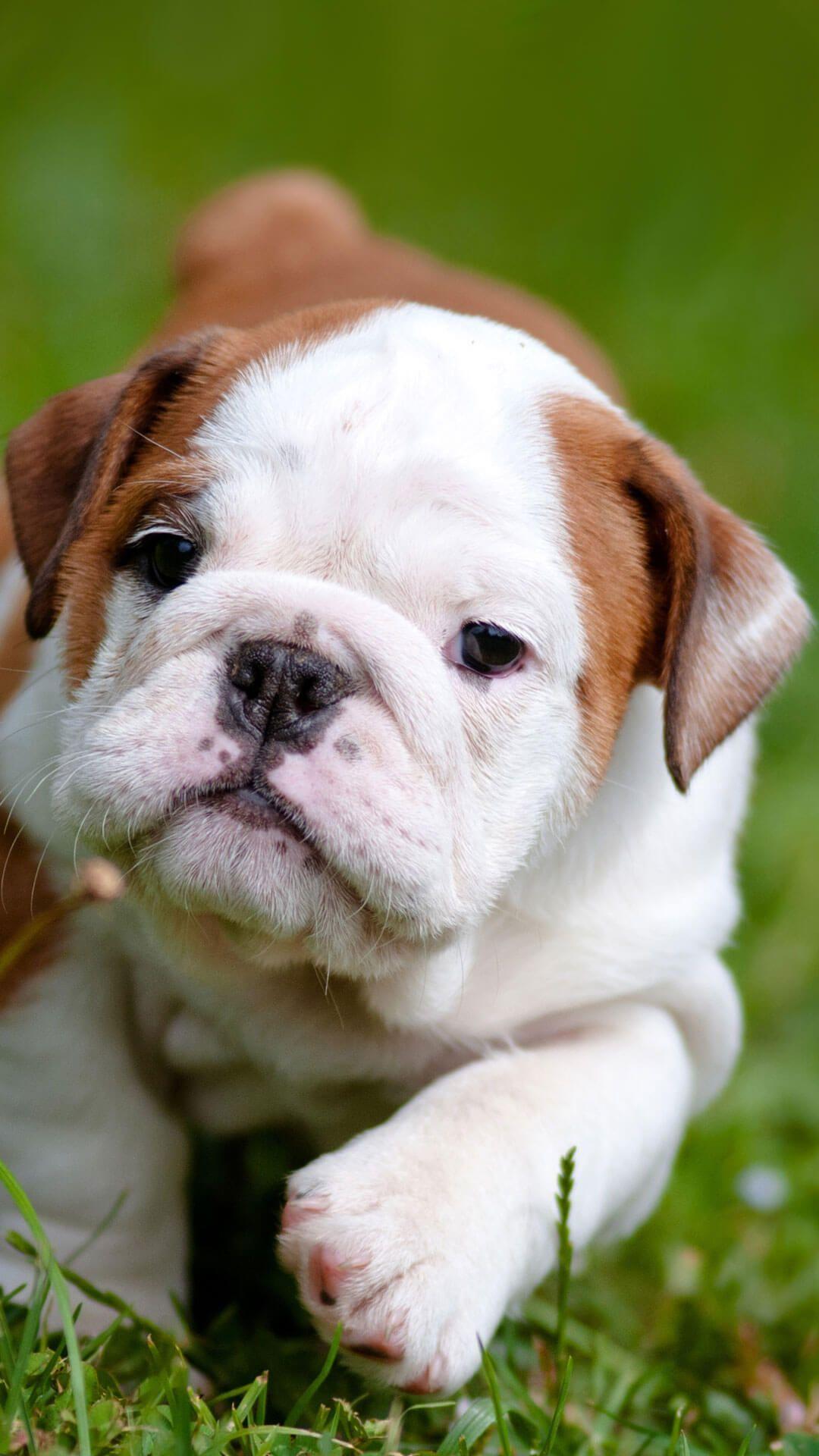 Cute English Bulldog Puppies iPhone Wallpapers HD
