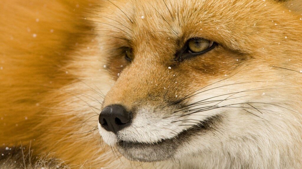 Wallpapers For – Baby Red Fox Wallpapers