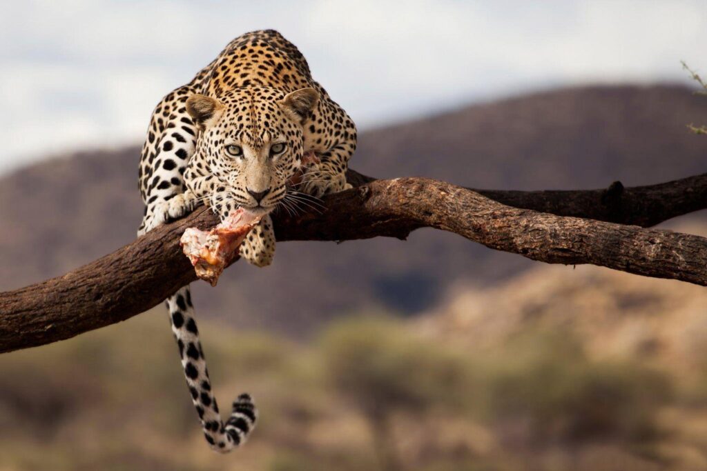 Leopard namibia wildlife 2K wallpapers