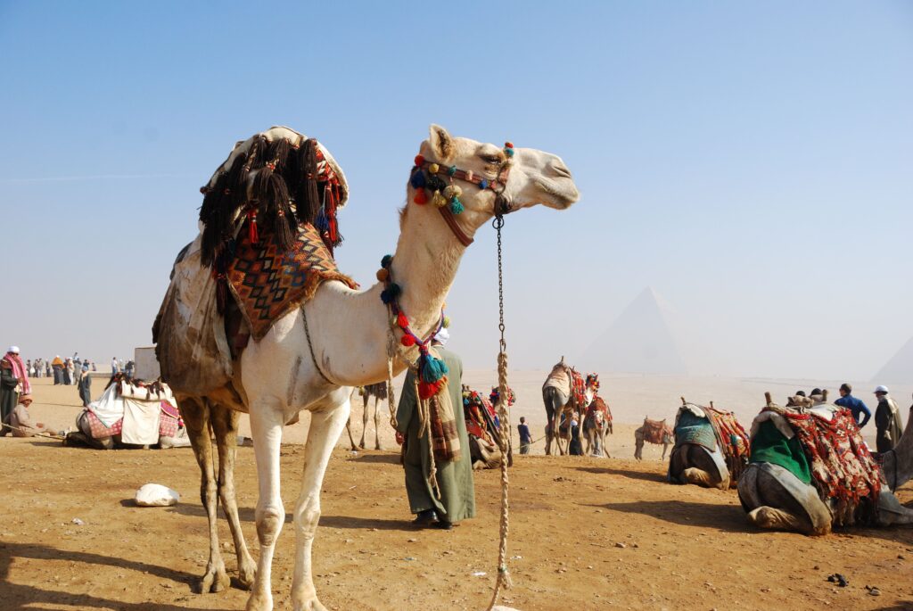 Camel for Riding in Egypt Country 2K Animal Wallpapers