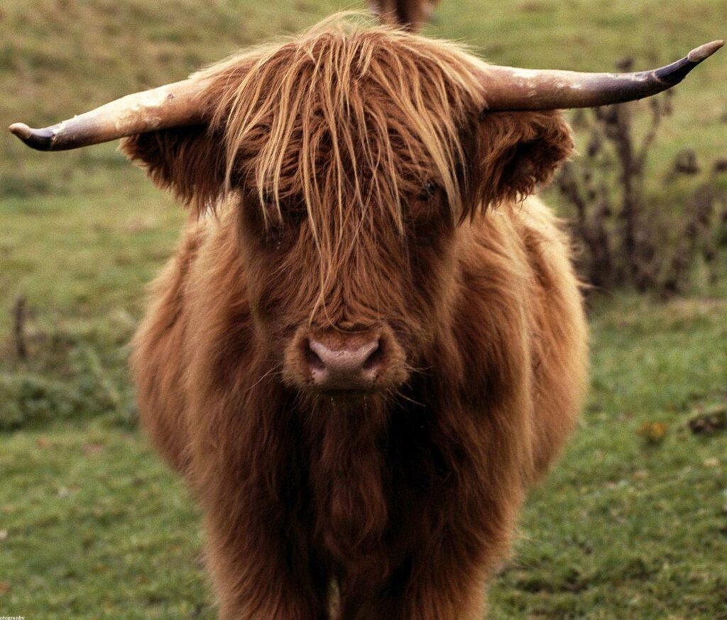 Loved these woolly cows in scotland
