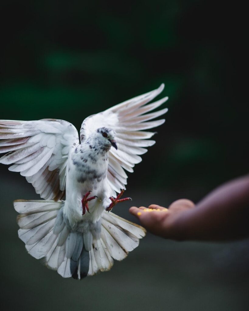 Rock dove flying beside hand photo – Free Bird Wallpaper
