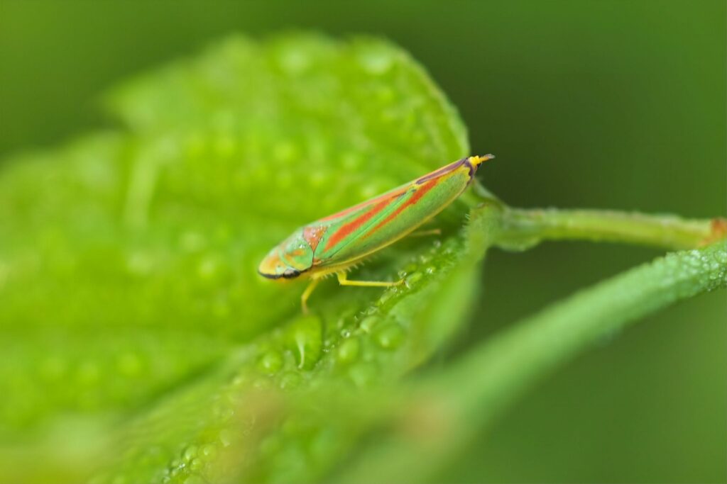 HD Leafhopper Insect Wallpapers · · Wallpapersio