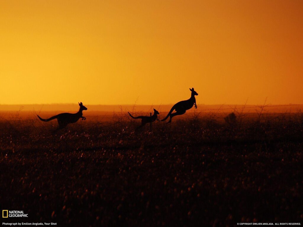 Kangaroo Picture – Animal Wallpapers