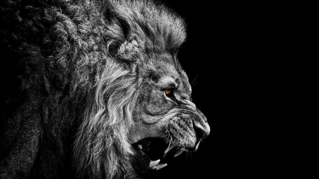 Lion Wallpapers 2K  2K Wallpapers