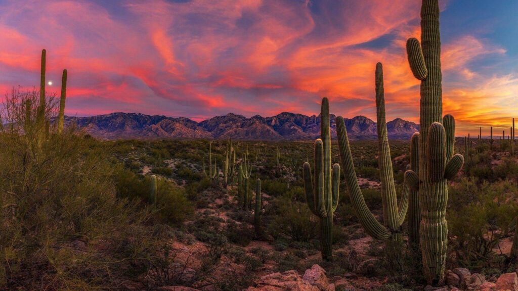 Saguaro Cactus In The Sonoran Desert At Sunset