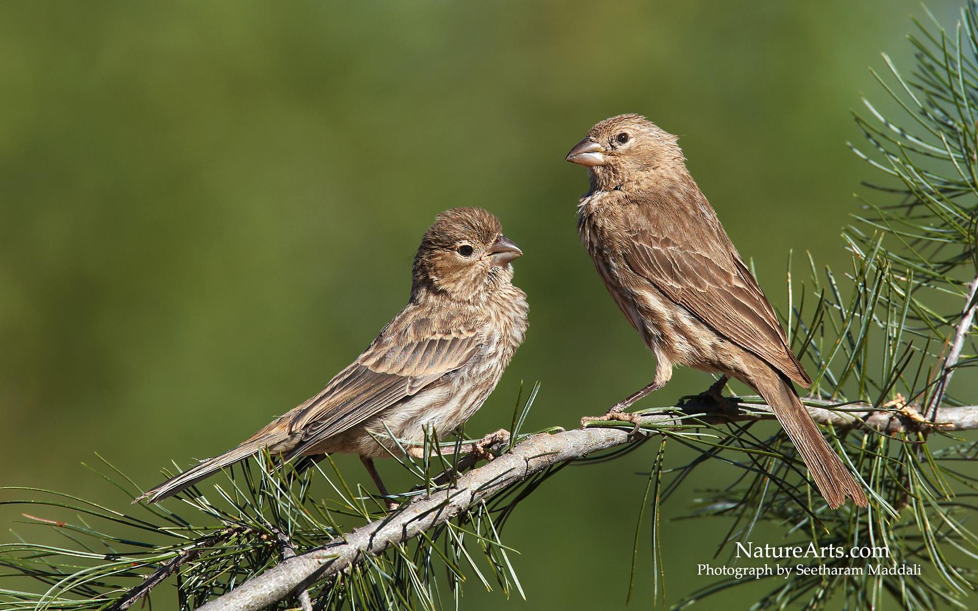 Best House Finch Wallpapers on HipWallpapers