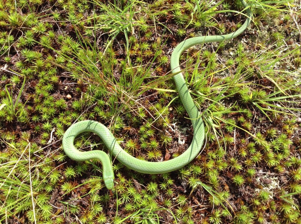 Green Snake Wisconsin – yasminroohi