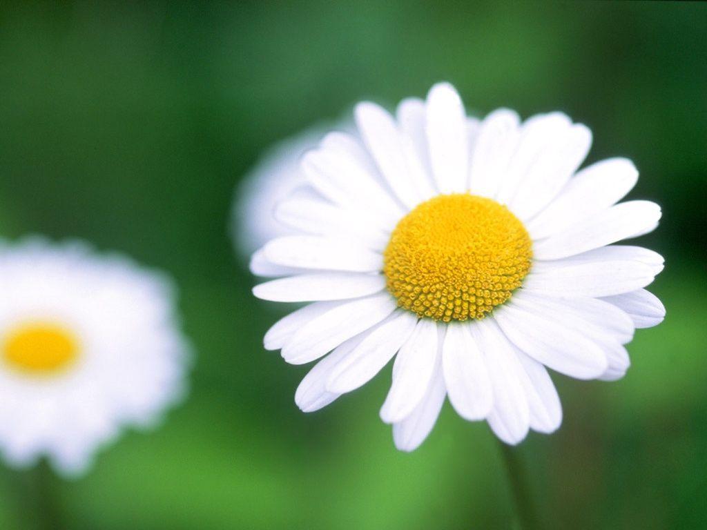Daisy desk 4K PC and Mac wallpapers