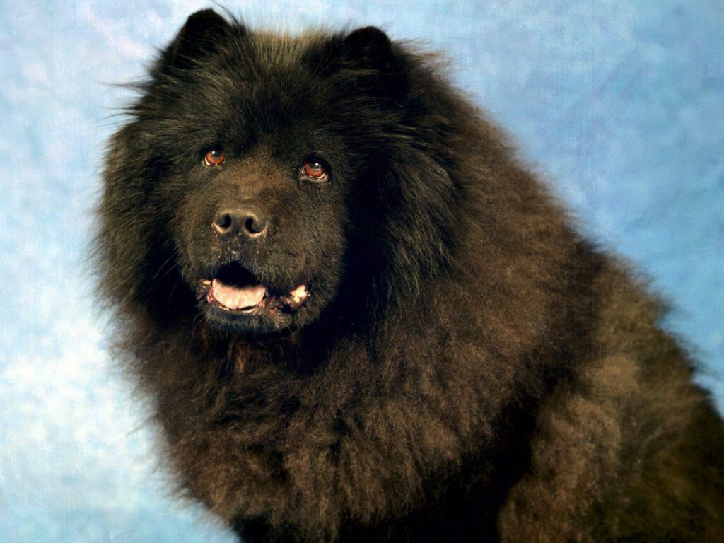 Black Chow Chow Wallpapers Dogs Animals Wallpapers in K format for