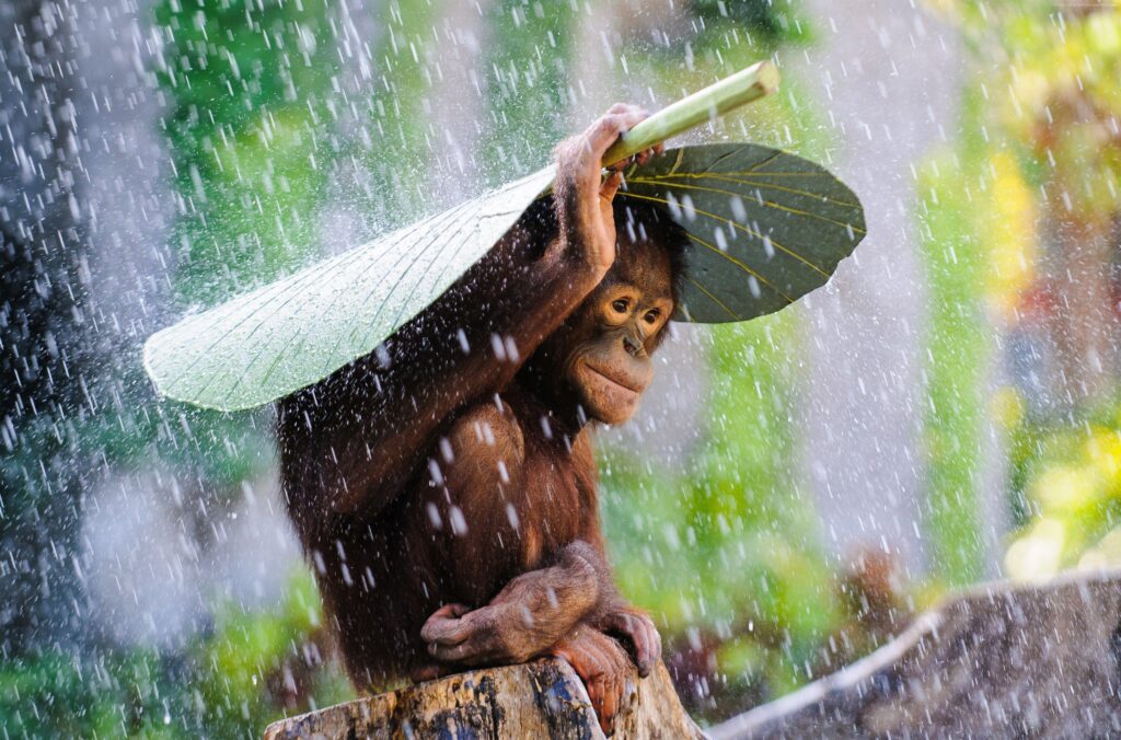 Wallpapers Chimpanzee, Congo River, tourism, banana, leaves, rain